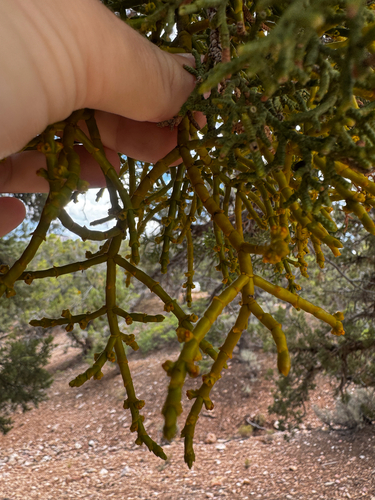 Phoradendron juniperinum, photograph 4