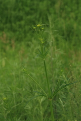 Patrinia scabiosifolia