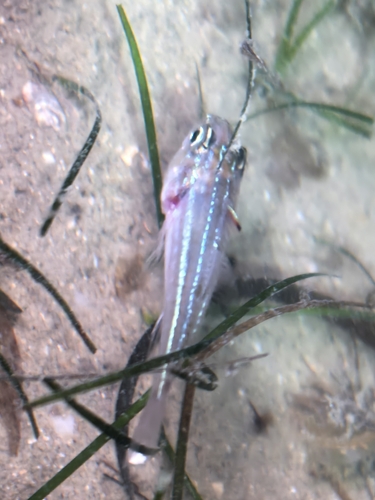 Ostorhinchus margaritophorus observed 2026-07-16