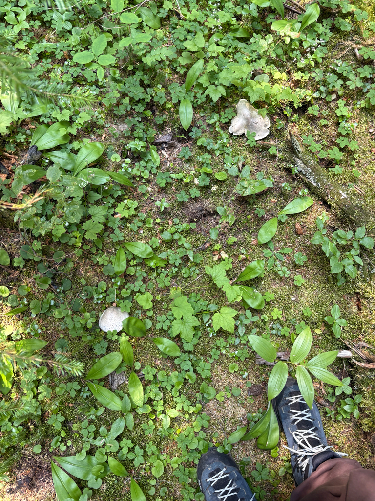 blue knight · July 2026 · photo: Photo: (c) sylbobaggins, some rights reserved (CC BY) · iNaturalist