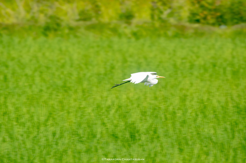 Great Egret