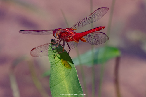 Scarlet Skimmer