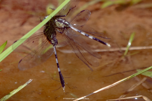 Slender Skimmer