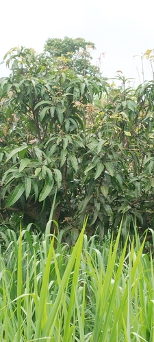 Indian mango