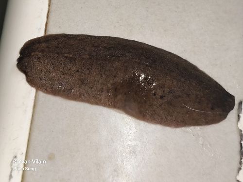 Valiguna siamensis