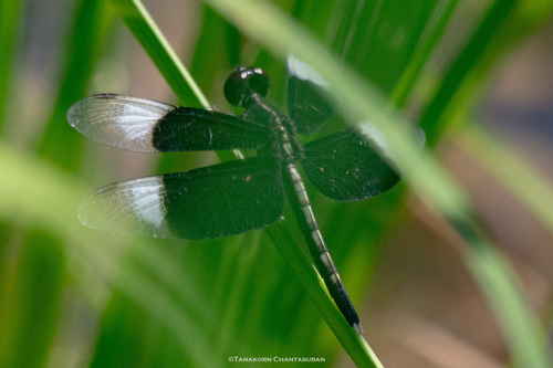 Pied Paddy Skimmer