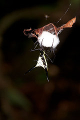 Micrathena schreibersi