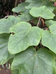 Uncarina grandidieri