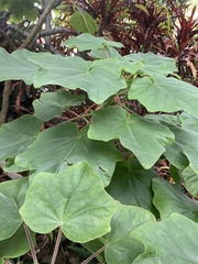 Uncarina grandidieri