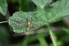 Tipula vernalis