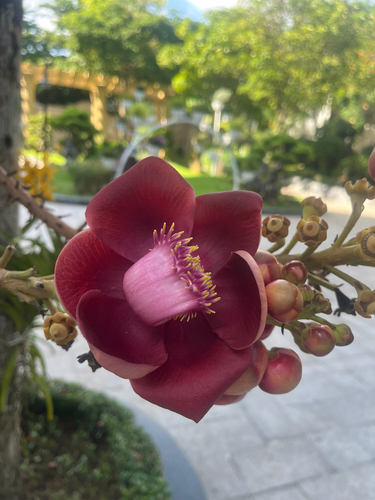 Cannonball Tree