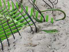 Philothamnus punctatus