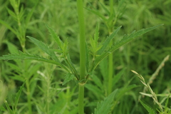 Patrinia scabiosifolia