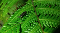 Tapirocoris annulatus