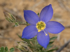 Giliastrum rigidulum
