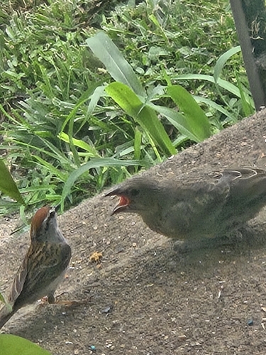 Brown-headed Cowbird photographed in Iowa