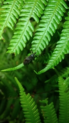 Tapirocoris annulatus