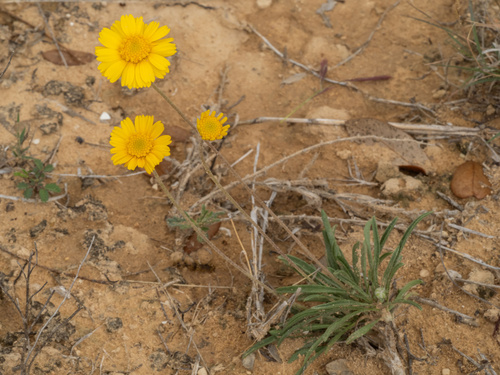 Stemmy Four-nerved Daisy