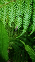 Tapirocoris annulatus