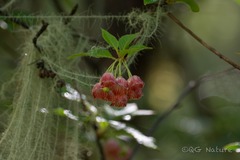 (c) Wang.QG, some rights reserved (CC BY) Enkianthus deflexus, photograph (c) Wang.QG, some rights reserved (CC BY)
