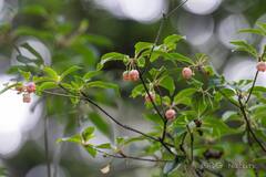 Enkianthus deflexus
