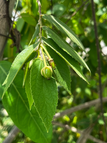 calabur tree