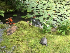 Mauremys japonica
