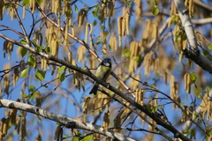 Parus major