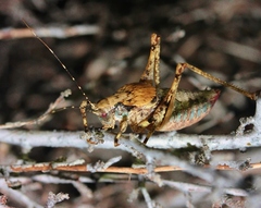 Neduba macneilli