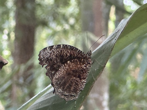 Tiger Palmfly