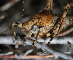 Neduba macneilli