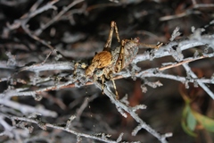 Neduba macneilli