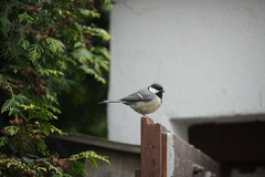 Parus major