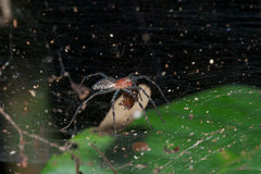 Aglaoctenus castaneus