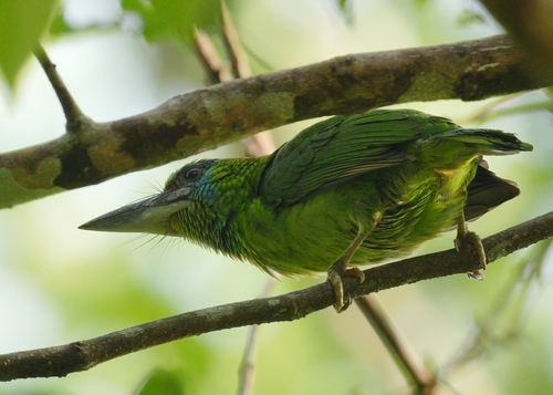 Red-throated Barbet