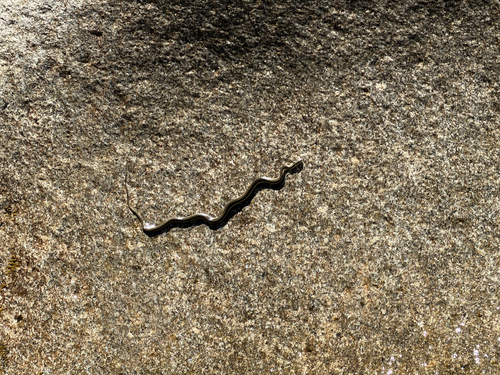 iNaturalist observation photo of Sierra Garter Snake