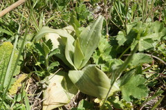 Himantoglossum caprinum