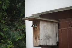 Parus major