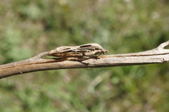 Himantoglossum caprinum