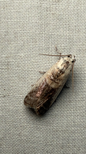Kearfott's Acrobasis Moth