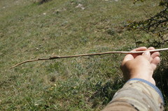 Himantoglossum caprinum