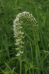 Lysimachia barystachys