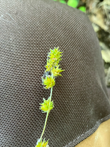 Carex sparganioides, photograph 2