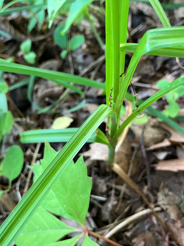 Carex sparganioides, photograph 5