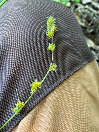 Carex sparganioides, photograph 1