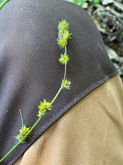 Carex sparganioides