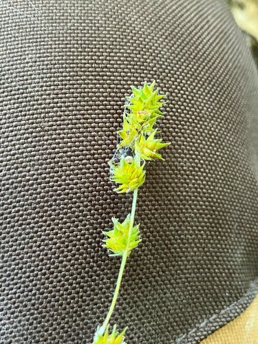 Carex sparganioides, photograph 3