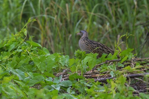 iNaturalist image