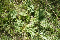 Ranunculus neapolitanus