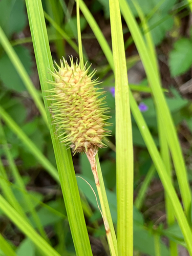 Carex squarrosa, photograph 4